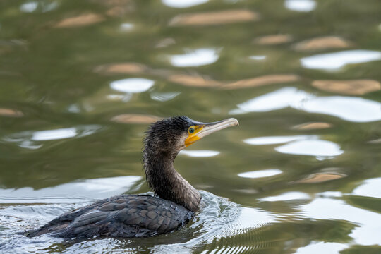 A commorant is swimming in a lake