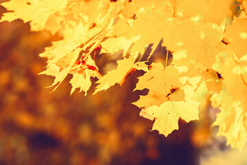 Colorful autumn maple leaves branch natural background. Colorful red and yellow autumn foliage.