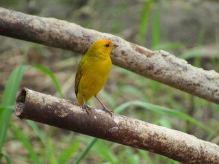 Yellow and gray earth canary with orange accents. Bird sitting on the handle of the wheelbarrow.