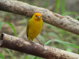 Yellow and gray earth canary with orange accents. Bird sitting on the handle of the wheelbarrow.