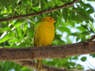 Cute yellow and gray bird sitting on tree branch. Yellow canary singing on the branch.