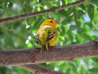 Cute yellow and gray bird sitting on tree branch. Yellow canary singing on the branch.