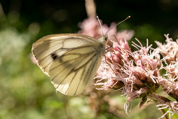 Close-up of a small white butterfly, also known as cabbage white or cabbage butterfly (Pieris...
