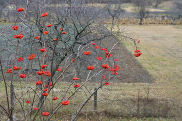 abundant rowan fruits on the branches