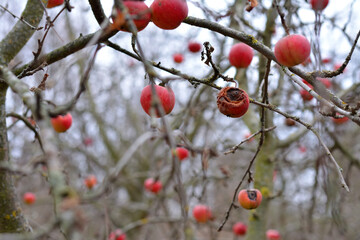 apples on branches in autumn