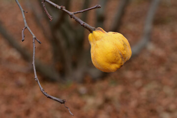 one yellow quince fruit on a branch