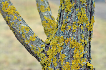 multi-colored lichen on the bark of a tree