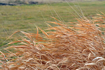 stalks of dried tall grass