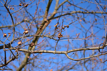 Fototapeta na wymiar acorns on an oak tree