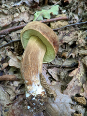 boletus mushroom lies on a yellow leaf in the forest