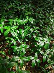 glossy periwinkle leaves glisten in the sun