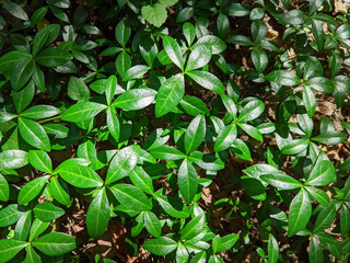glossy periwinkle leaves glisten in the sun