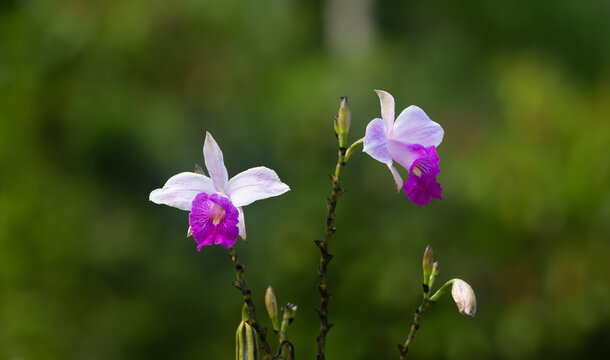 White with purple wild orchid