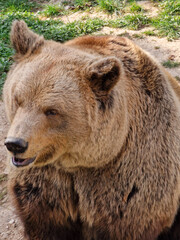 Fototapeta na wymiar Big brown bearresting in zoo