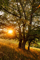 Beautiful beech tree (Fagus) with twisted branches in warm evening light, Schwalenberg, Teutoburg Forest, Germany