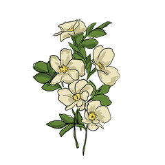 large green leaves and large white flowers. cartoon sketch on a white background