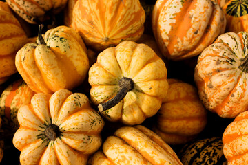 pile of small orange pumpkins