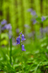 Close-up of bluebell flower in fairytale forrest, Hallerbos, Belgium