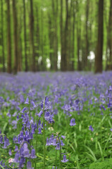 Bluebells in beech woodland, Hallerbos (Belgium)