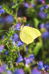 Beautiful summer flower scenery. Close up of a green butterfly on a  flower. Photo in shallow depth of field.
