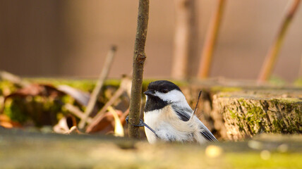 chickadee