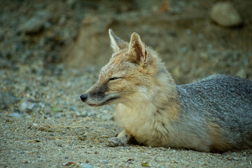 red fox vulpes