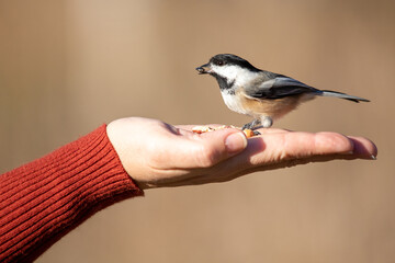 Chickadee bird eating sunflower seeds out of hand with red sweater