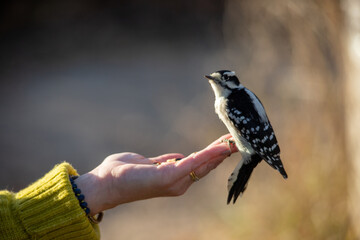 Downy woodpecker eating bird seed out of hand with lime green sweater