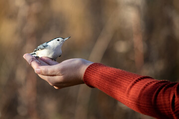 Nuthatch bird eating out of hand with red sweater