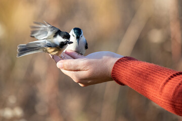 Chickadee and Nuthatch eating out of hand with red sweater