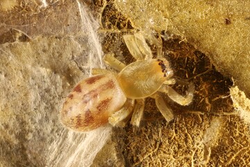 Super macro dorsal view of Leafcurling Sac Spider (Clubiona) on nest, South Australia