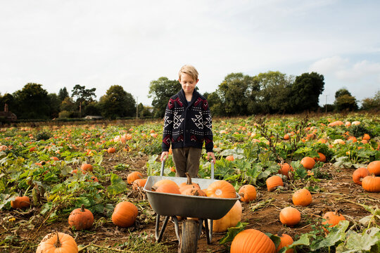 boy pushing a wheelbarrow filled with pumpkins in a field