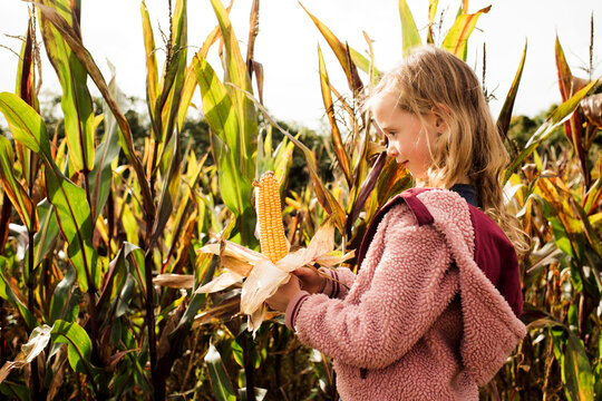 girl holding a corn on the cob in a maize field in autumn