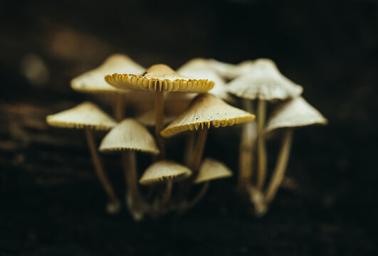 Close up of a group of mushrooms growing on the forest floor.