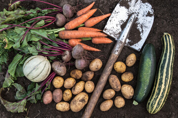 Organic vegetables on soil in garden. Harvest background of carrot, beetroot, potato, zucchini and pumpkin top view