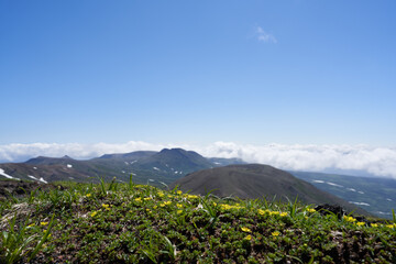 Yellow flowers of Potentilla miyabei in full bloom at the summit of Mt. Asahidake