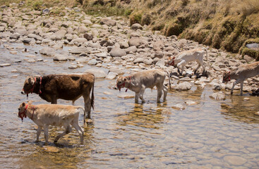 Cow drinking water in a river in the Andes of Peru. Concept of animals in South America.