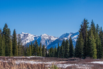 winter trees and mountains