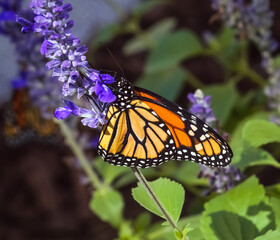 monarch butterfly on flower closeup