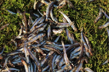 Some dead and rotten anchovies on grass