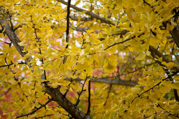 Gold leaves on a ginkgo tree in fall