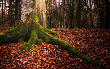 Tree roots on a forest full of orange leaves fallen in autumn