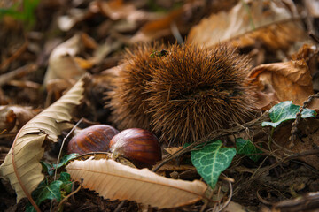 wild chestnut on a forest in autumn between fallen leaves