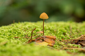 mushroom in the forest
