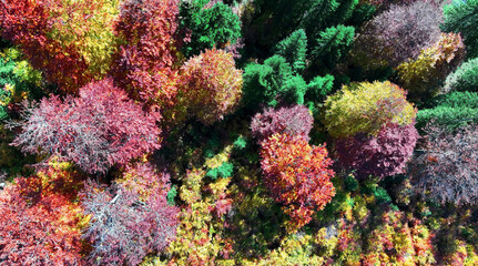Luftaufnahme mit einer Drohne von einem herbstlichen Wald mit bunt verfärbten Bäumen