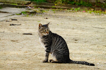 公園　何かを見つめる猫