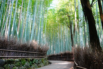 京都　嵐山　竹林の小径の風景