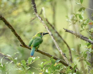 Fototapeta premium Aulacorhynchus Albivitta, Southern Emerald Toucannet perched 