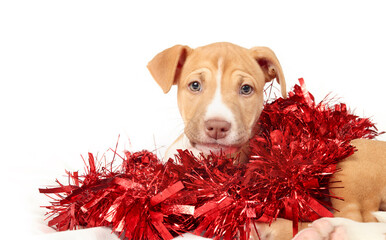 Cute puppy in tinsel garlands pile. Puppy dog lying with red garlands wrapped around body while...