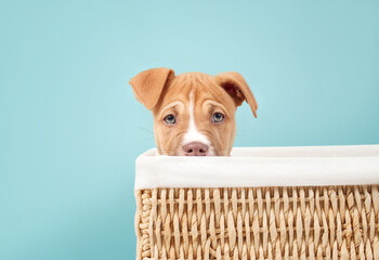 Curios puppy in box on blue background. Head shot of puppy dog sitting in weaved basked while looking at camera with green eyes. 9 weeks old, female Boxer Pitbull mix breed. Selective focus.